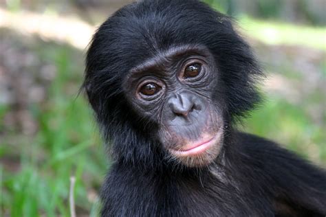 Saving The Endangered Bonobos: The World's Forgotten Apes