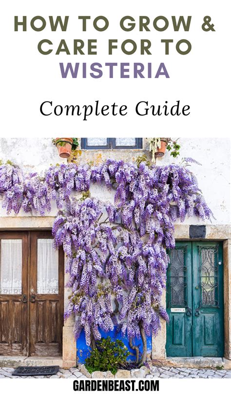 Complete Guide To Wisteria How To Grow Care For Wisteria In 2020