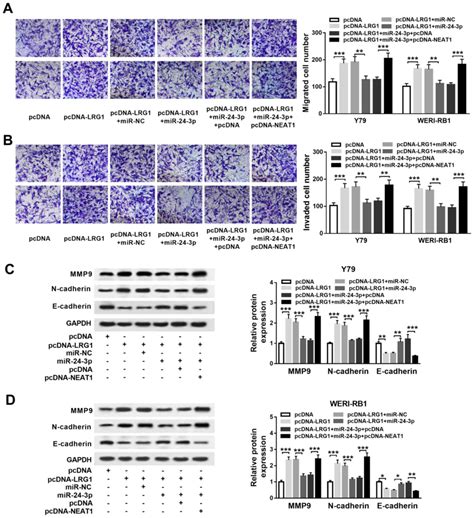 Knockdown Of Lncrna Neat1 Expression Inhibits Cell Migration Invasion