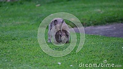 Wild Rabbit Feeding on Cut Grass Lawn at Caravan Park. 0UK. Stock ...