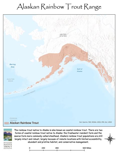 Alaskan Rainbow Trout Western Native Trout Initiative