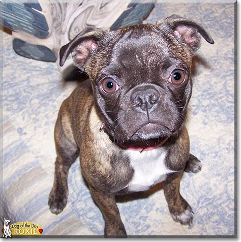 Roxie Boston Terrier Pug Mix July 23 2018