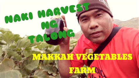 NAKI HARVEST AKO NG TALONG BUHAY SAUDI VLOG 140 YouTube