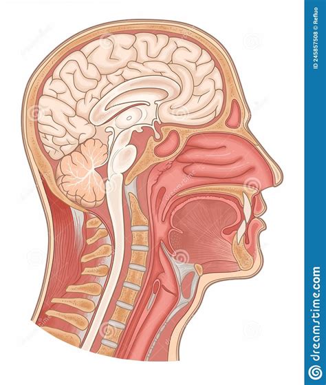 Sagittal View Of Head Diagram Quizlet