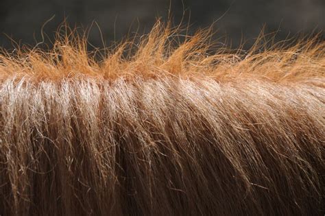 Sorrel Colored Mane Of A Pony Stock Image Image Of Thick Sunshine