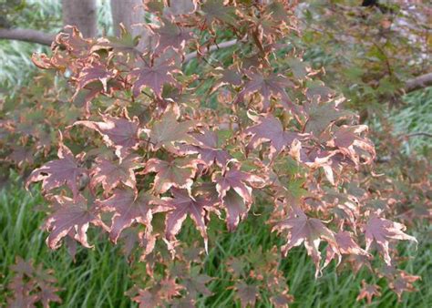 Japanese Maple Overwatering Symptoms