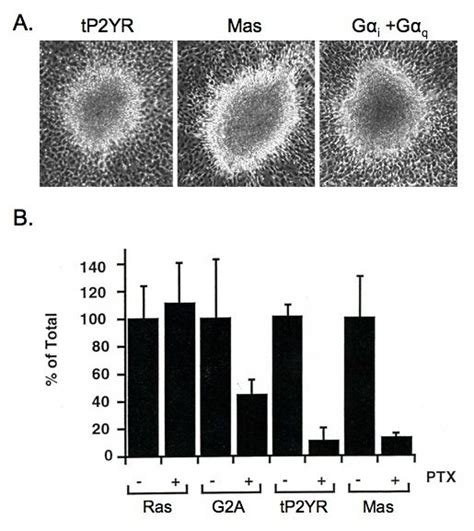 Transformation Of NIH3T3 Cells By TP2YR Is Caused By Coordinated