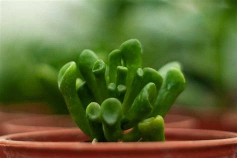 Care Guide For The Gollum Jade Succulent