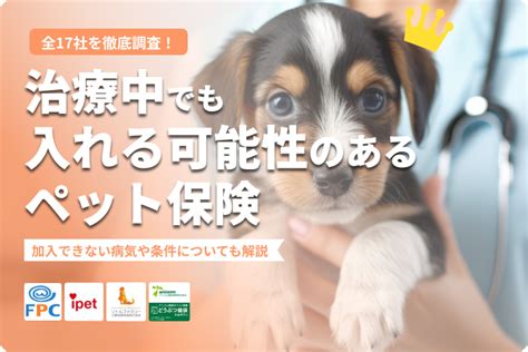 【全17社調査】治療中でも入れる可能性のあるペット保険はコレ！加入できない病気や条件についても解説 Inunavi（いぬなび）