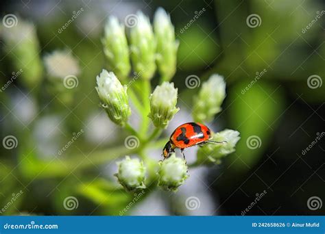 Beautiful Ladybugs That Live In Flowers Like To Eat Aphids And Plant