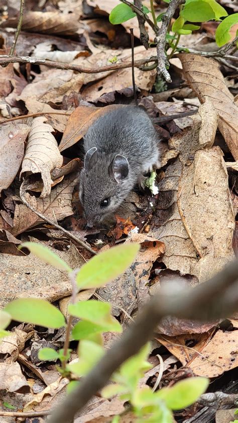 Allegheny wood rat? : r/whatisthisanimal