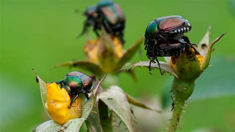 japanese beetle life cycle illinois - Whacking Blook Pictures