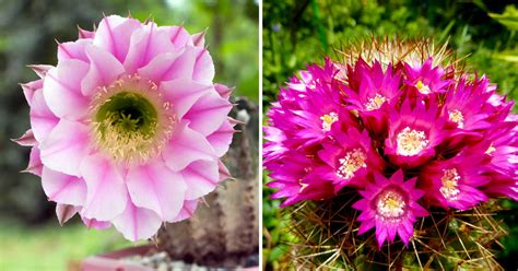 Con queste 3 piante grasse con fiori il giardino sarà sempre bello e