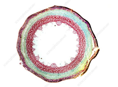 Elder Tree Stem Light Micrograph Stock Image C0035960 Science