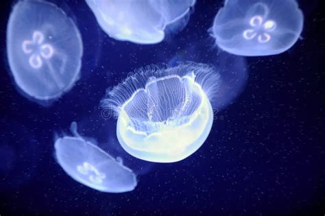 Underwater Image of Jellyfishes Stock Image - Image of fluorescent ...