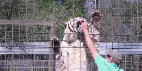 Florida Man visits Carson Springs Wildlife Sanctuary to see big cats