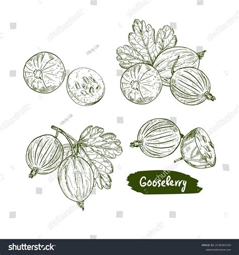 Gooseberry Hand Drawn Vector Illustration Sketch Stock Vector Royalty