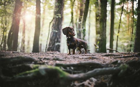 Download Wallpapers Dachshund Brown Small Dog Forest Trees Cute