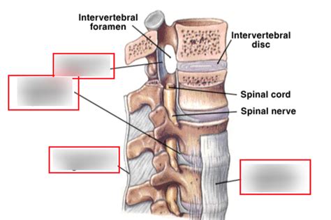 Diagram Of Wk Trunk And Pelvis Ligaments Of The Spinal Cord Quizlet