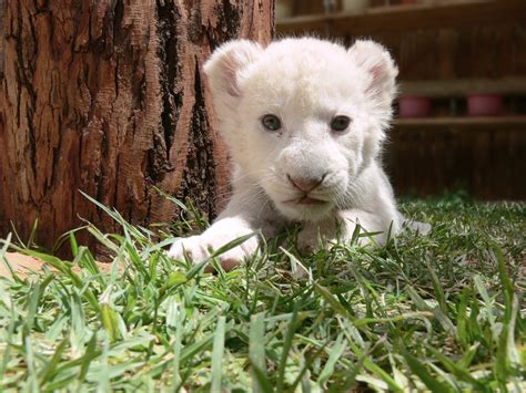 White Lion Cub Free Stock Photo - Public Domain Pictures