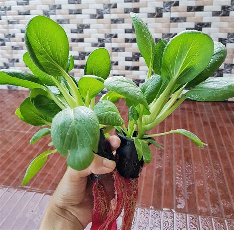 Harvesting Hydroponic Daikon Microgreens Grown As Edible Houseplants