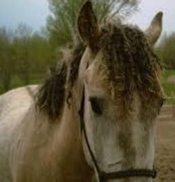 Equine Breeds Flashcards Quizlet