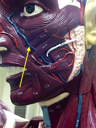 Torso Head And Chest Plate Vessels Lymphatic Flashcards Quizlet