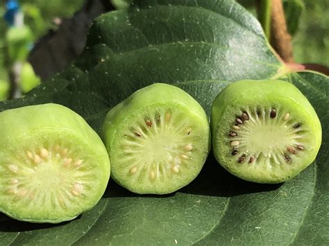 Timing is everything: Harvesting kiwiberries in Minnesota | Minnesota ...