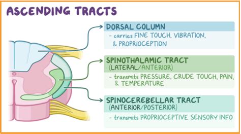 Study Tips USMLE Step 1 Question Of The Day Spinal Cord Structure