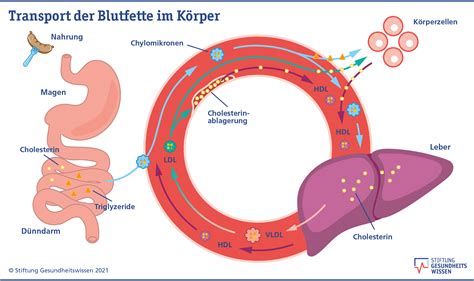 Wie Funktioniert Der Fettstoffwechsel Stiftung Gesundheitswissen