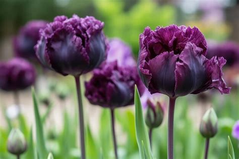 Premium AI Image | Closeup of beautiful purple tulips growing in a ...