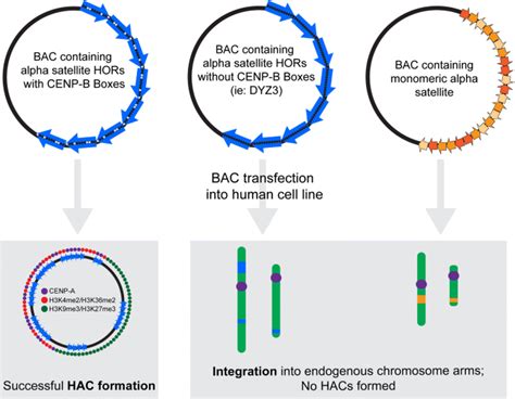 Alpha Satellite DNA Biology Finding Function In The Recesses Of The