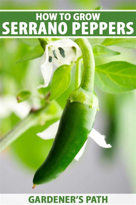 How To Plant And Grow Serrano Peppers Gardeners Path