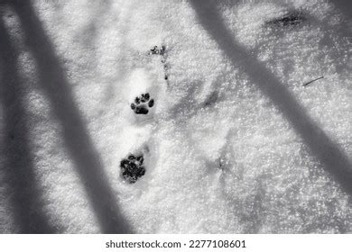 2,781 Cat Tracks Snow Images, Stock Photos & Vectors | Shutterstock