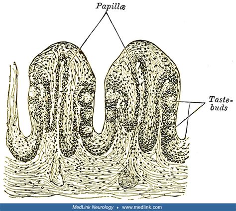 Section Of The Foliate Papillae Papilla Foliata Of A Rabbit Showing