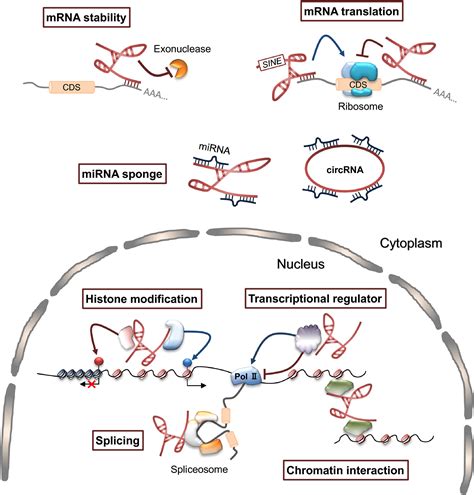 Long Noncoding Rnas As An Epigenetic Regulator In Human Cancers