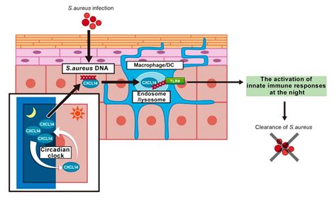 Circadian Clock Activates Innate Immunity At Night Innate Immune