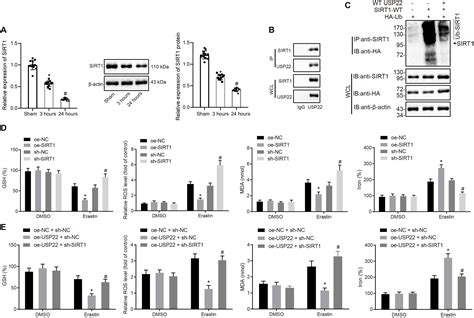 Frontiers Usp22 Protects Against Myocardial Ischemiareperfusion