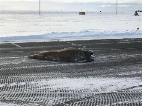 450 Pound Seal Removed From Alaska Airport Runway On A Sled Abc News