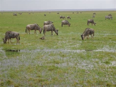 Amboseli wildlife makes a comeback - AMBOSELI CONSERVATION PROGRAM