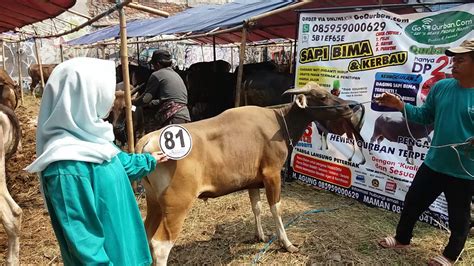 Sapi Bima Qurban Kode Di Jakarta Goqurban Jual Kambing