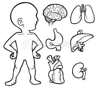 Imagenes Para Colorear Del Cuerpo Humano Organos Sketch Coloring Page