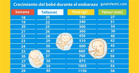 Bebe De 22 Semanas Cuanto Mide Y Pesa Discount Powerprod