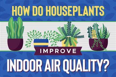 How Do Houseplants Improve Indoor Air Quality ECM Air Conditioning