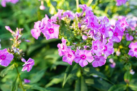 The 10 Best Smelling Plants For Your Garden