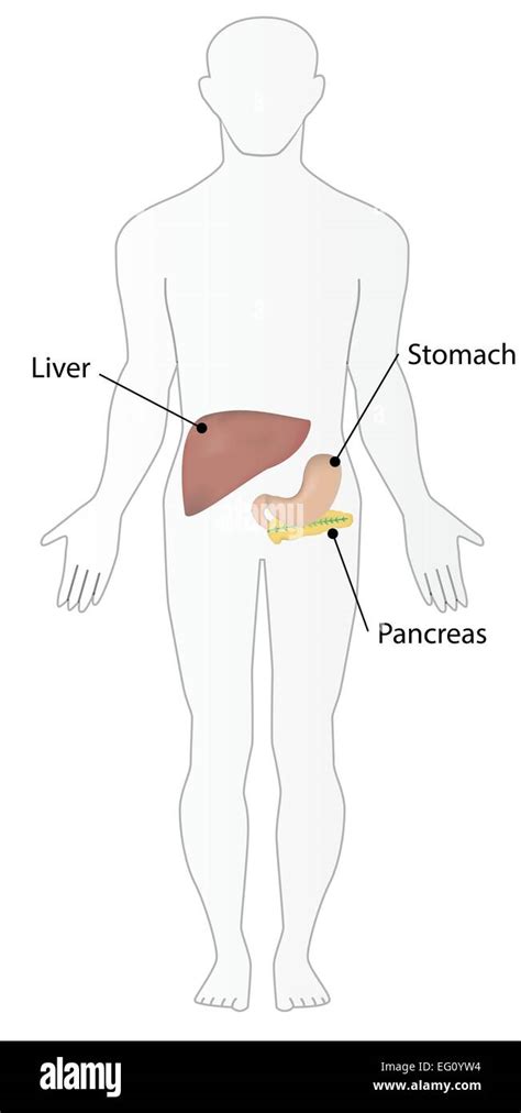 Abdominal organs Stock Vector Images - Alamy