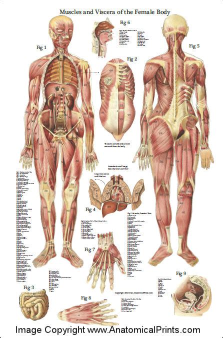 Female Muscles And Viscera Anatomy Poster 24 X 36