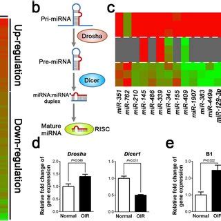 Altered Expression Levels Of Rna Processing Enzymes Drosha And Dicer