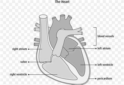 Interventricular Septum Heart Anatomy Diagram Cardiovascular Disease, PNG, 689x564px, Watercolor ...