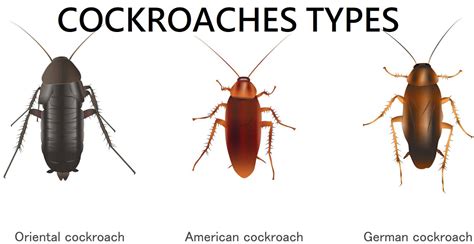 Cockroaches types - JOPESTKIL FUMIGATION AND PEST CONTROL SERVICES COMPANY NAIROBI KENYA